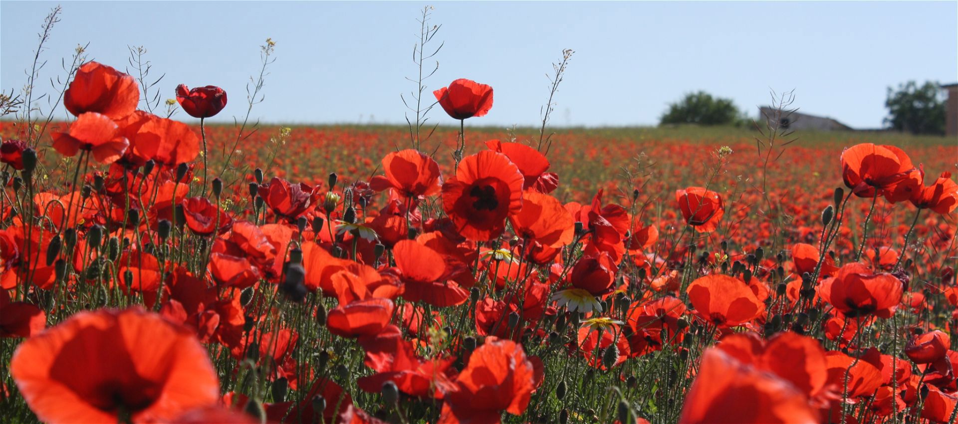 Remembrance Day Assembly