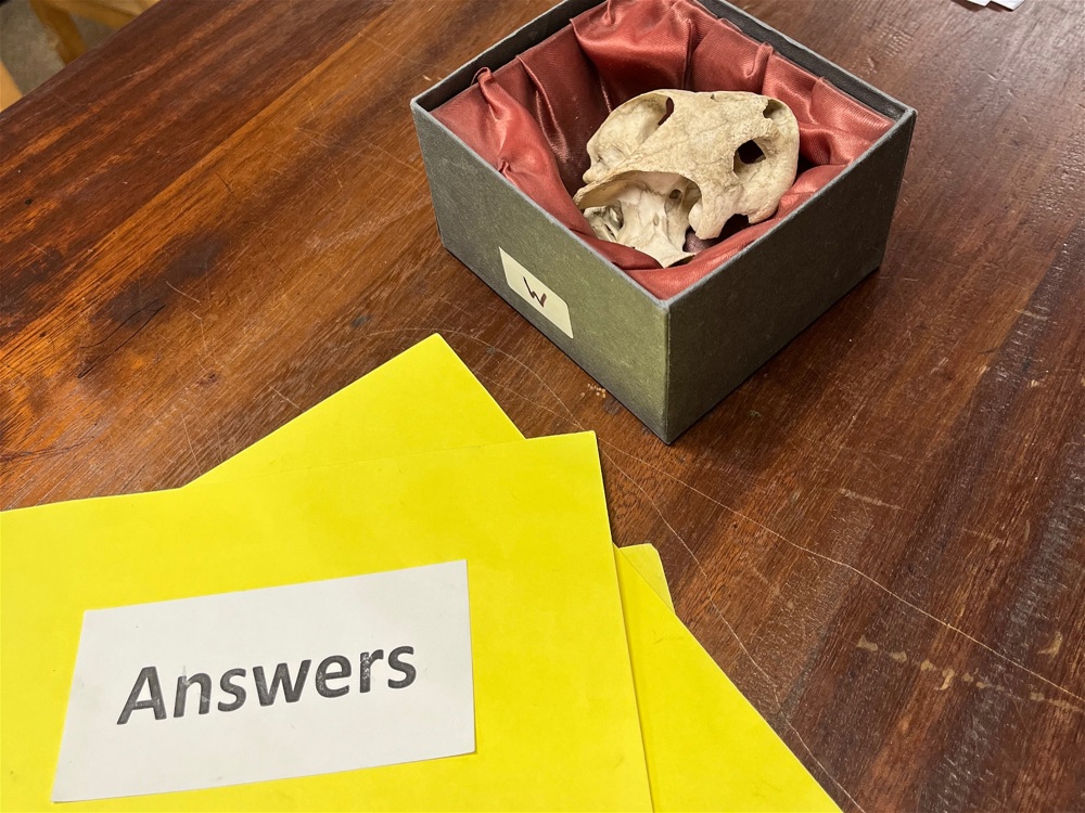 Year 12 Lead Primary Science Sessions - Image