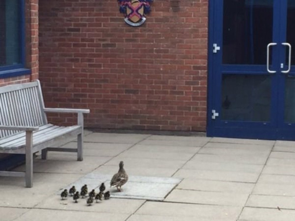 Family of ducks at STRS - Image