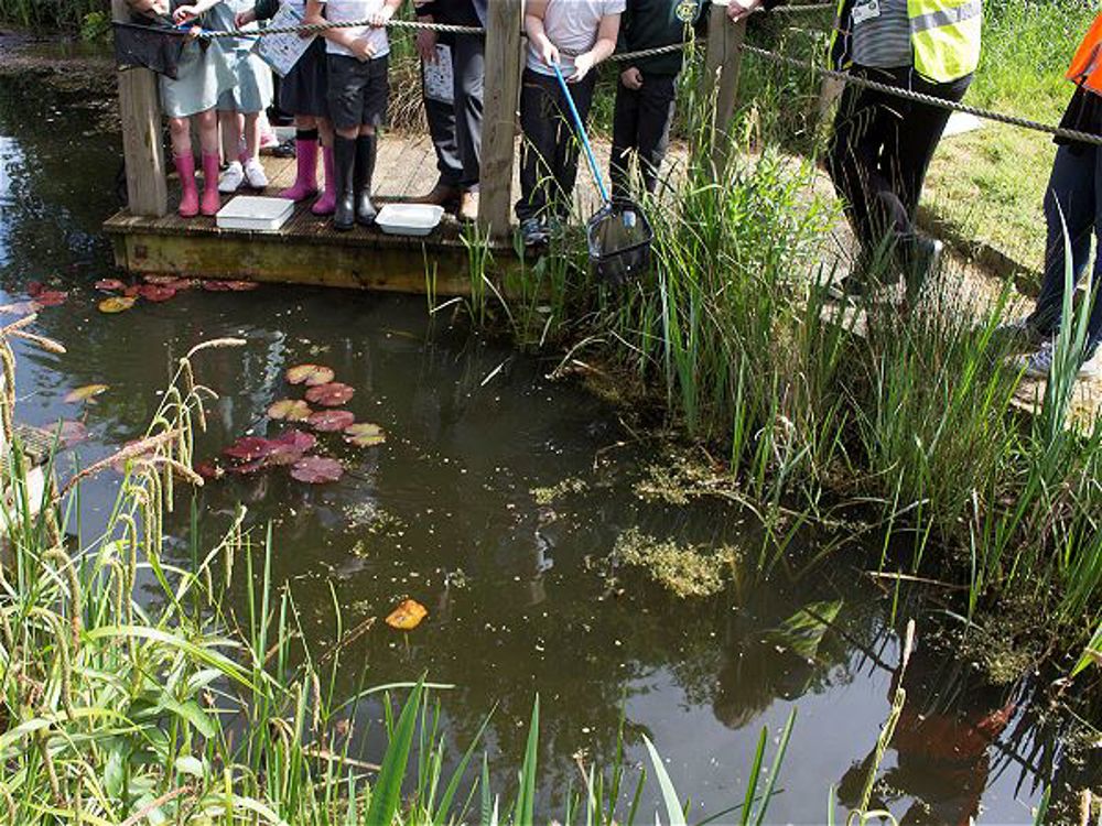 Longlevens Infant School pond dips at Rich's - Image
