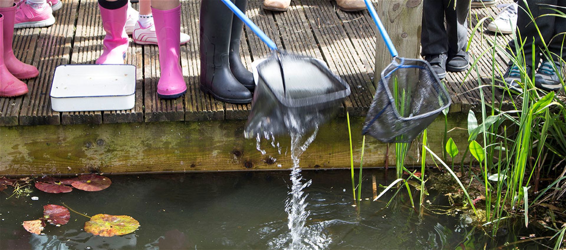 Longlevens Infant School pond dips at Rich's